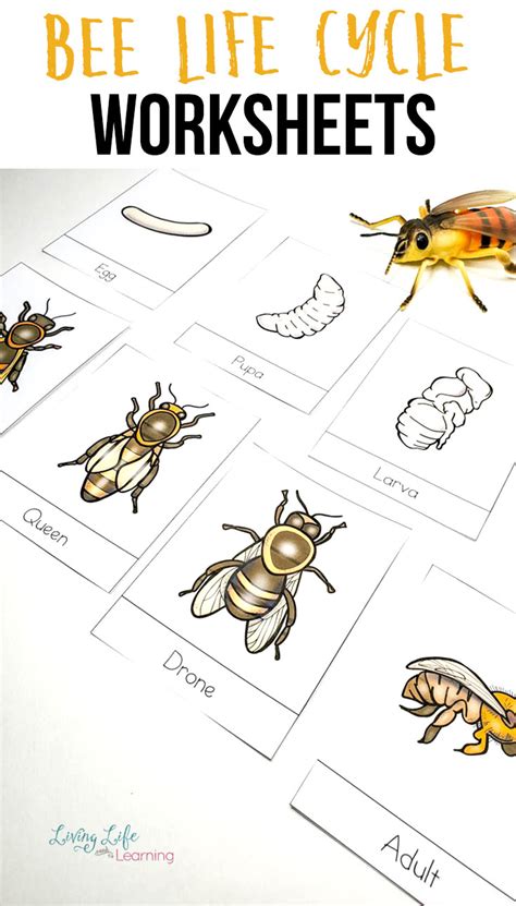 Honey Bee Life Cycle Worksheets | Bee activities, Bee life cycle, Honey bee life cycle