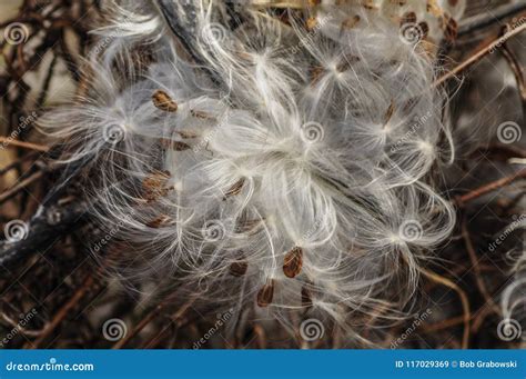 A Closeup of Milkweeds Seeds, Asclepias Syriaca, at Five Rivers Stock ...