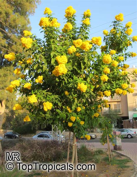 Tecoma stans, Bignonia stans, Yellow Elder, Yellow Bells