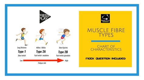 Muscle Fibre Types Chart of Characteristics - YouTube