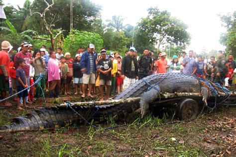 Worlds Largest Crocodile Ever Caught