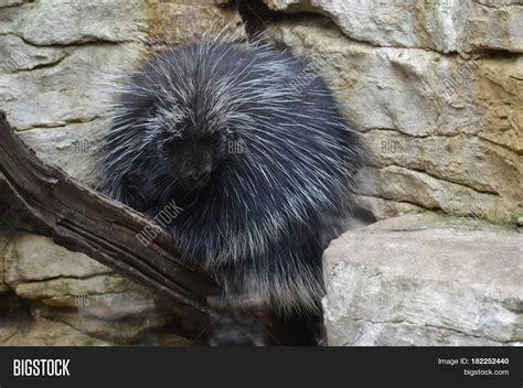 Large Porcupine Image & Photo (Free Trial) | Bigstock