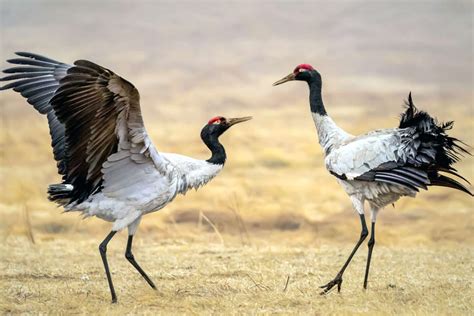 The 5 Best Places to See Wildlife in China | WildChina