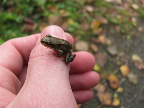 Baby Common frog (Rana temporaria) outside Falköping Sweden. Photo by ...