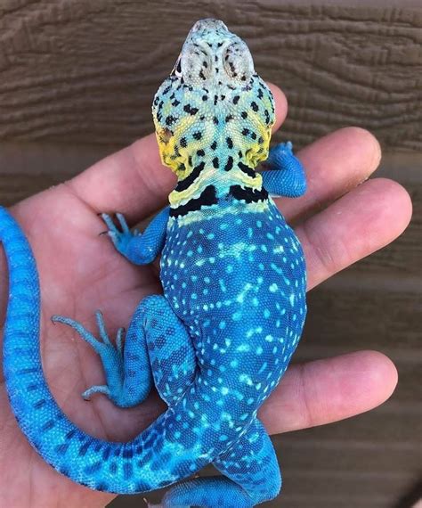 Collared Lizard | Lizard, Blue lizard, Cute reptiles