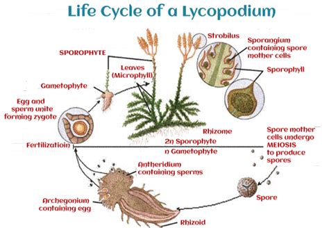 What is Pteridophytes - Javatpoint