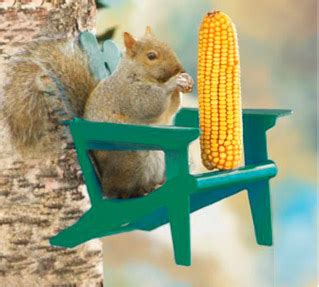 squirrel-in-green-chair-feeder - The Backyard Naturalist