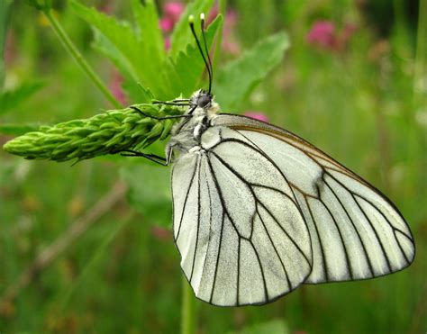 butterfly Aporia crataegi crop by A-Sha-f on DeviantArt