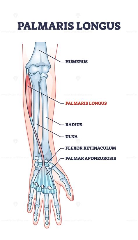 palmaris – VectorMine