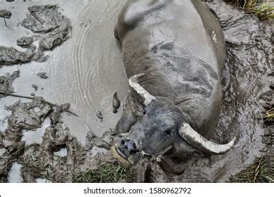 Buffalo Thai Soaked Swamp Water Buffalo Stock Photo 1580962792 | Shutterstock