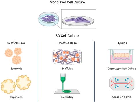 Induced pluripotent stem cells – faCellitate