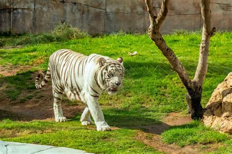 Planning Your Visit to Al Ain Zoo: Ticket Information and Tips