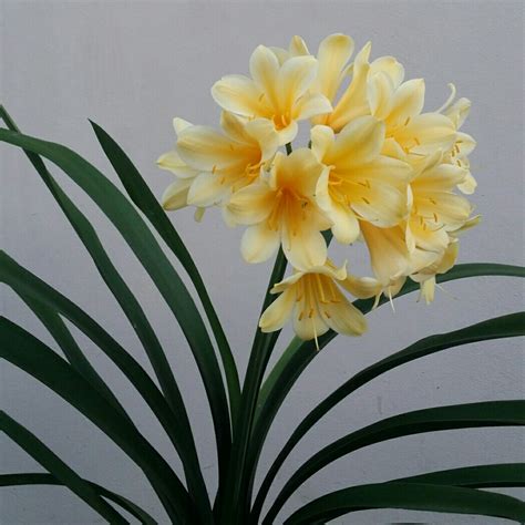 CLIVIA MINIATA YELLOW / CREAM 20cm / 200mm