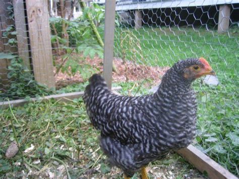 Barred Rock - hen or rooster? RESULT = HEN