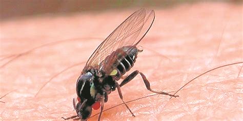 What is the black fly and what happens if it bites you? These are the diseases it transmits ...