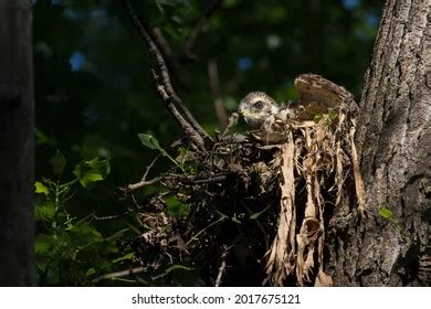 Red Shouldered Hawk Babies Nest Stock Photo 2017675121 | Shutterstock