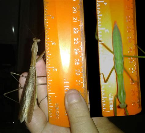 Caught a big female Tenodera sinensis! | Mantid Forum - Mantis Pet & Breeding Forum