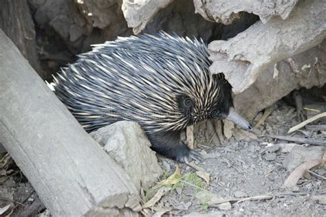 Echidna spines closeup stock photo. Image of spikes - 161061738