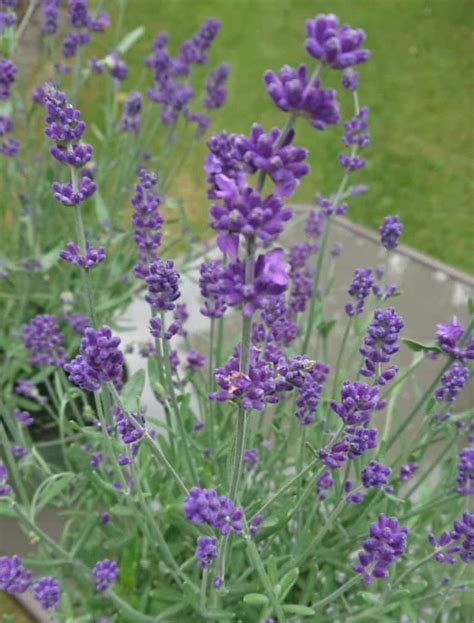 Lavender Care: How to Grow Lavender in Pots and Containers – Gardener ...