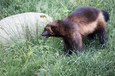 Lions, Bears, Wolverines, And Other Animal Sightings In North Dakota