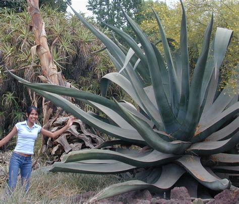 Agave, extra large. | Agave plant, Planting succulents, Cactus plants