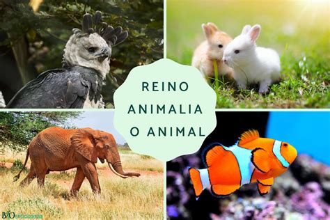 Reino Animalia o animal: características, clasificación y ejemplos - Resumen