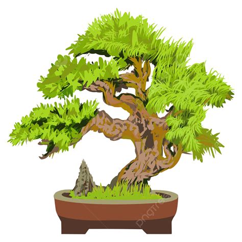 Illustration Of A Fir Tree Bonsai Vector, Bonsai Trees, Decorative, Miniature PNG and Vector ...