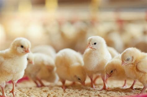 A Complete Guide to Chicken Feed | Paris Farmers Union