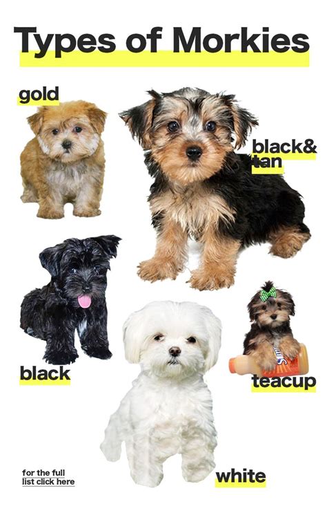 The different types of Morkie dogs colors and sizes | Morkie puppies ...