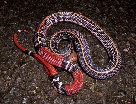 View topic - Borneo Dispatches #34: Bungarus flaviceps (Red-headed ...