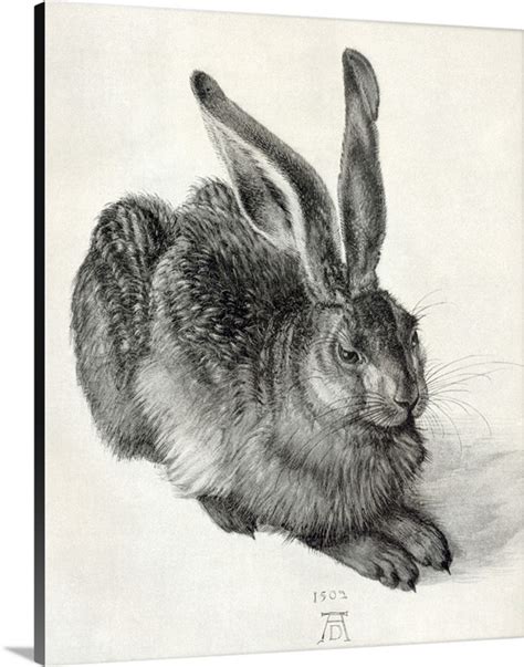 Young hare, by Durer | Great Big Canvas