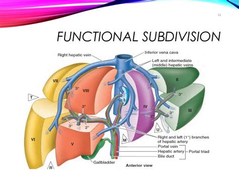 Gross anatomy and histology of liver