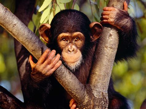 Chimpanzees Wallpapers - Pets Cute and Docile