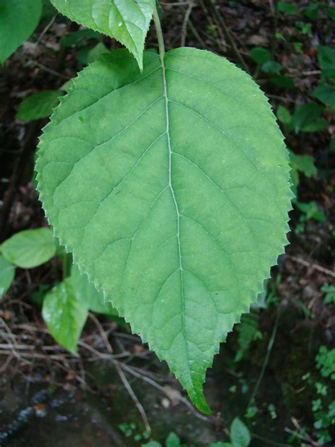 Wild hydrangea (Wildflowers of Floracliff Nature Sanctuary ) · iNaturalist