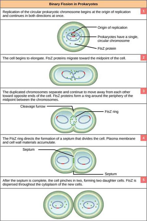 What is the Difference Between Prokaryotic and Eukaryotic Cell Division ...