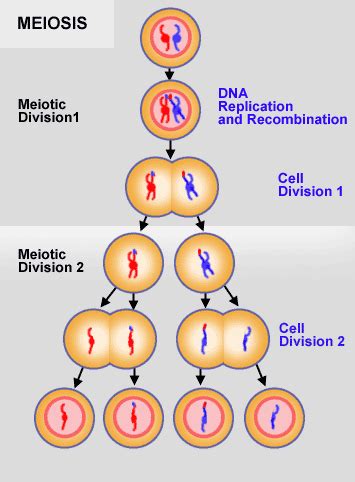 Which Best Defines a Diploid Cell During Meiosis Quizlet - Mallory-has ...