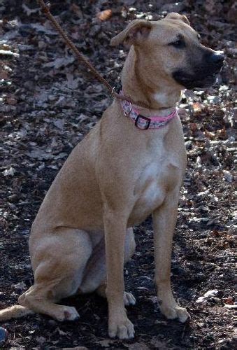 Allie's Web Page | Boxer shepherd mix, Dog mixes, Dog love