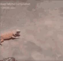 Funny Lizard Running GIF - LizardRunning TwoLegs NationalGeographic - Discover & Share GIFs