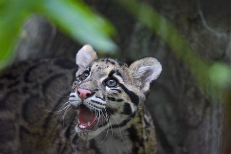 WATCH: Visitors can soon see rare clouded leopard cubs at National Zoo | WTOP