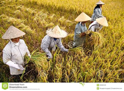 Harvest Rice Editorial Image - Image: 29292445 | Harvest, Ubud, Rice paddy