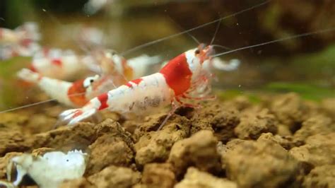 How often do crystal red shrimp breed? – Aquarium Shrimp Keeping