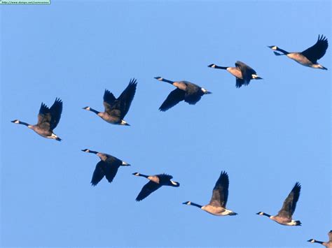 A Lean Journey: Lessons From Geese