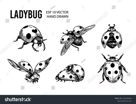 Detailed Realistic Sketch Of Ladybug Isolated On White Hand, 56% OFF