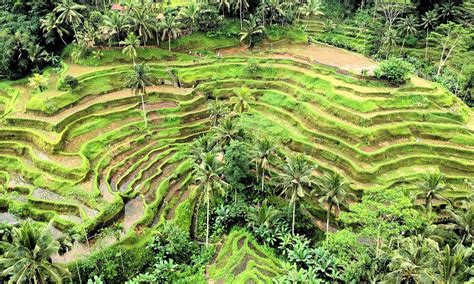 Tegallalang Rice Terrace Bali | Ubud Tegalalang Rice Paddy View