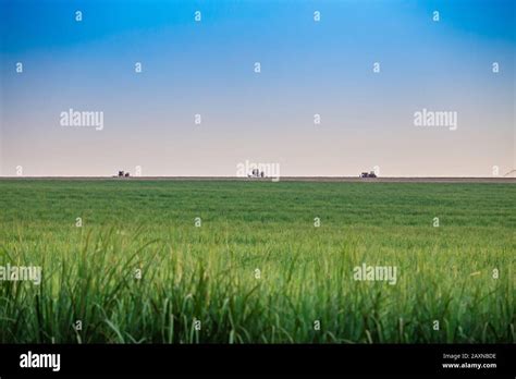 Sugar cane plantation at brazil’s countryside Stock Photo - Alamy