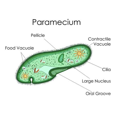 What is a Contractile Vacuole? – Microscope Clarity