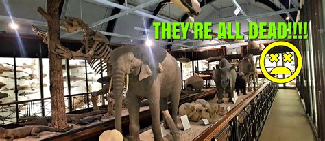 Tring's natural history museum aka dead animal museum