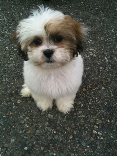 Lhasapoo Puppies For Adoption