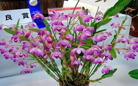 Tìm hiểu về Hoa Phong Lan Dendrobium