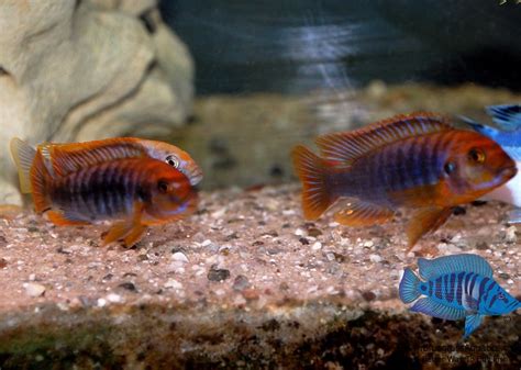 Flickriver: Photoset 'Rusty cichlid' by Bluegrass Aquatics